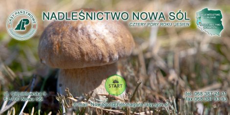 Nadleśnictwo Nowa Sól jesienią