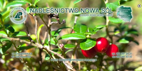 Nadleśnictwo Nowa Sól latem